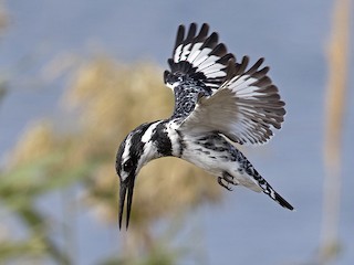 Package Image